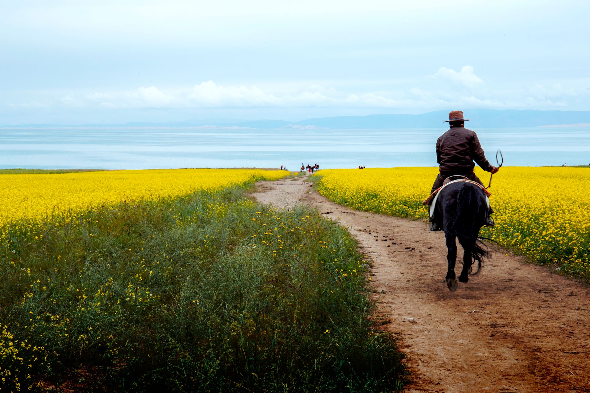 A man riding a horse through vibrant rapeseed fields near Qinghai Lake, China.