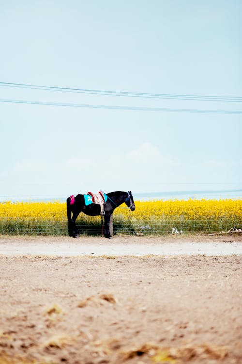 Бесплатное стоковое фото с домашний скот, животное, китай