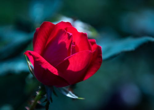 คลังภาพถ่ายฟรี ของ กลีบดอก, กุหลาบสีแดง, ดอกกุหลาบ