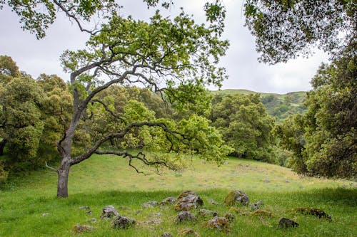 Free stock photo of green grass, oak tree, spring