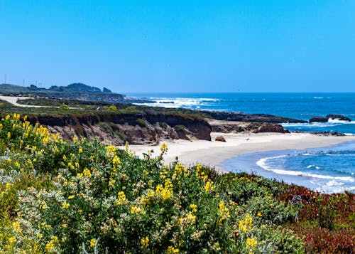 Free stock photo of beach sand, coast, flowers
