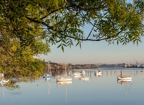 帆船, 平静的水, 樹木 的 免费素材图片