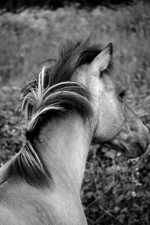 Základová fotografie zdarma na téma černobílý, domácí zvíře, fotografování zvířat
