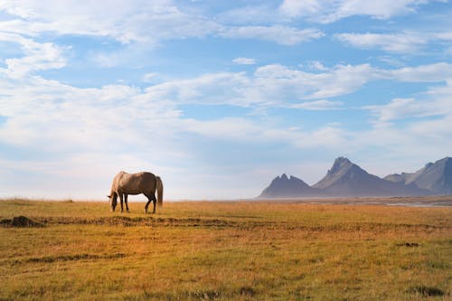 Photos gratuites de animal, arrière-plans de bureau, bétail