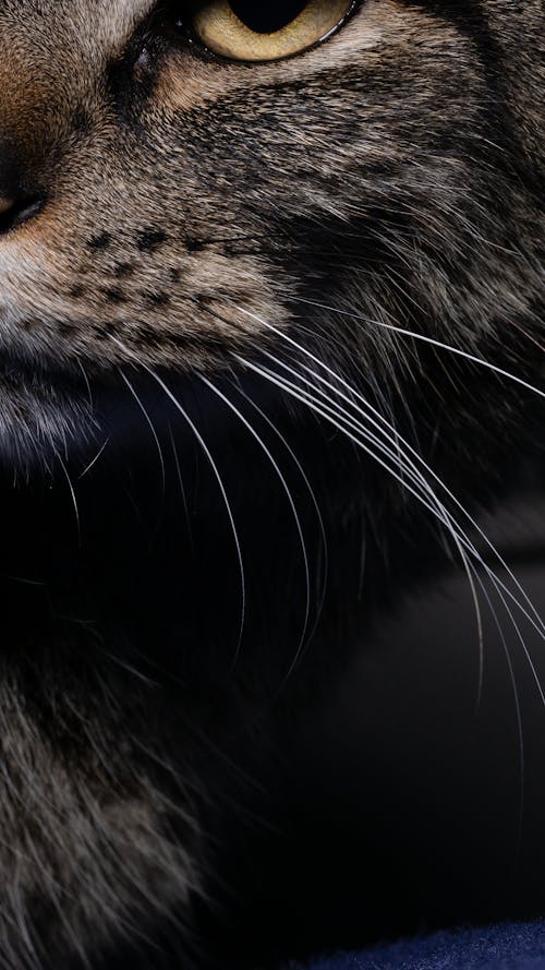Tabby Cat in Close Up Photography