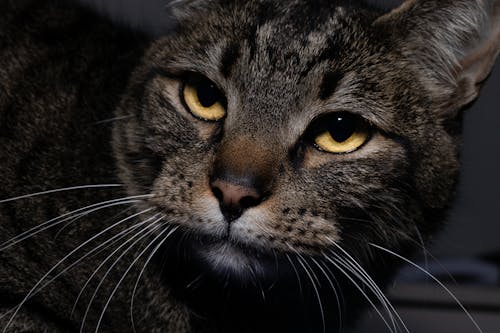 Brown Tabby Cat in Close Up Photography