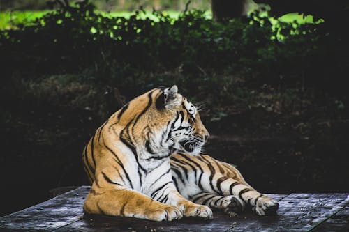 Tiger Lying on the Ground