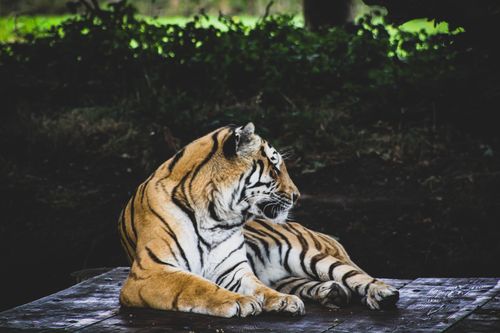 Free A stunning depiction of a tiger relaxing on a platform amidst lush greenery. Stock Photo