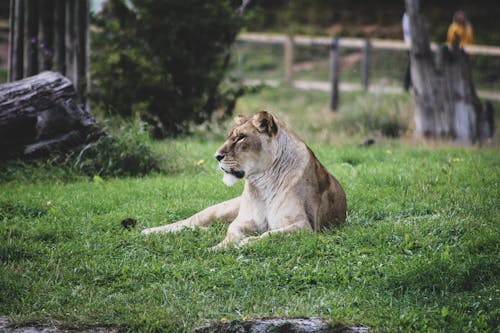 Lioness Lying on Green Grass Field