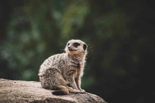 Meerkat on a Rock