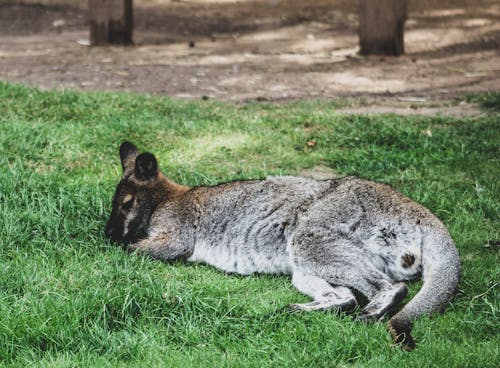 Foto profissional grátis de animais selvagens, animal, ao ar livre