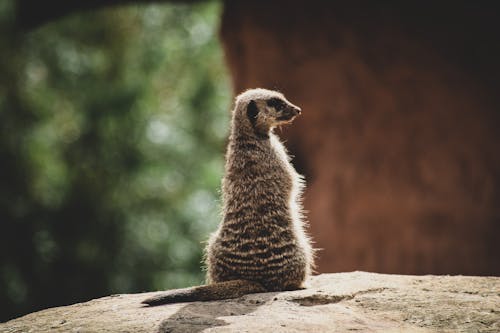 Meerkat on a Rock