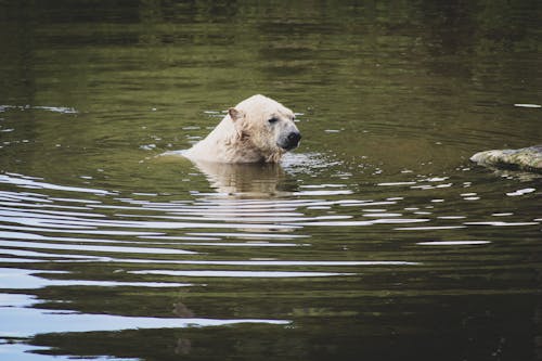Free Polar Bear Submerged in Water  Stock Photo