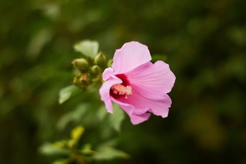 Foto stok gratis berkembang, berwarna merah muda, bunga