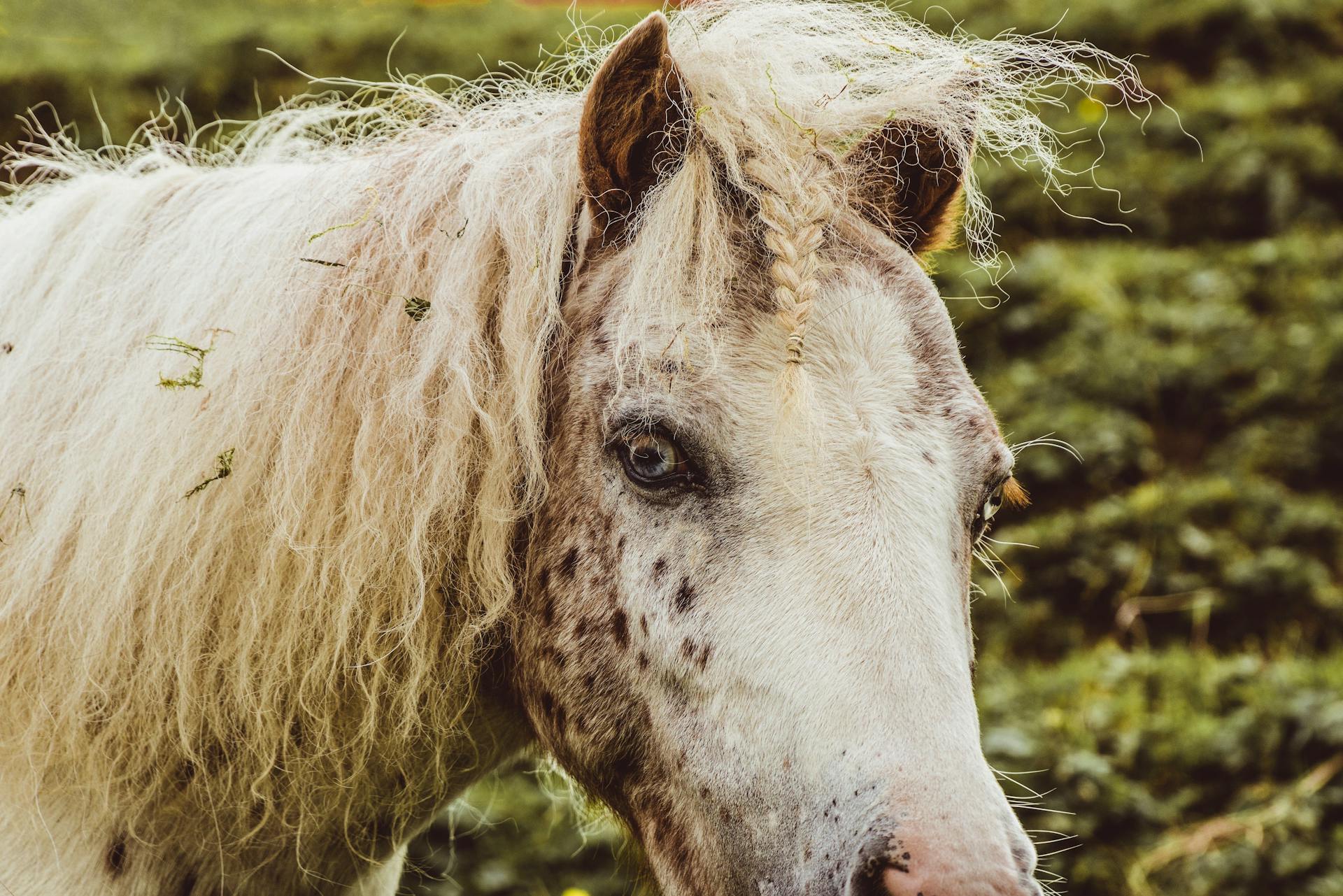 Spotted white muzzle of adorable horse with curly dirty mane and braid standing in forest with green plants on blurred background