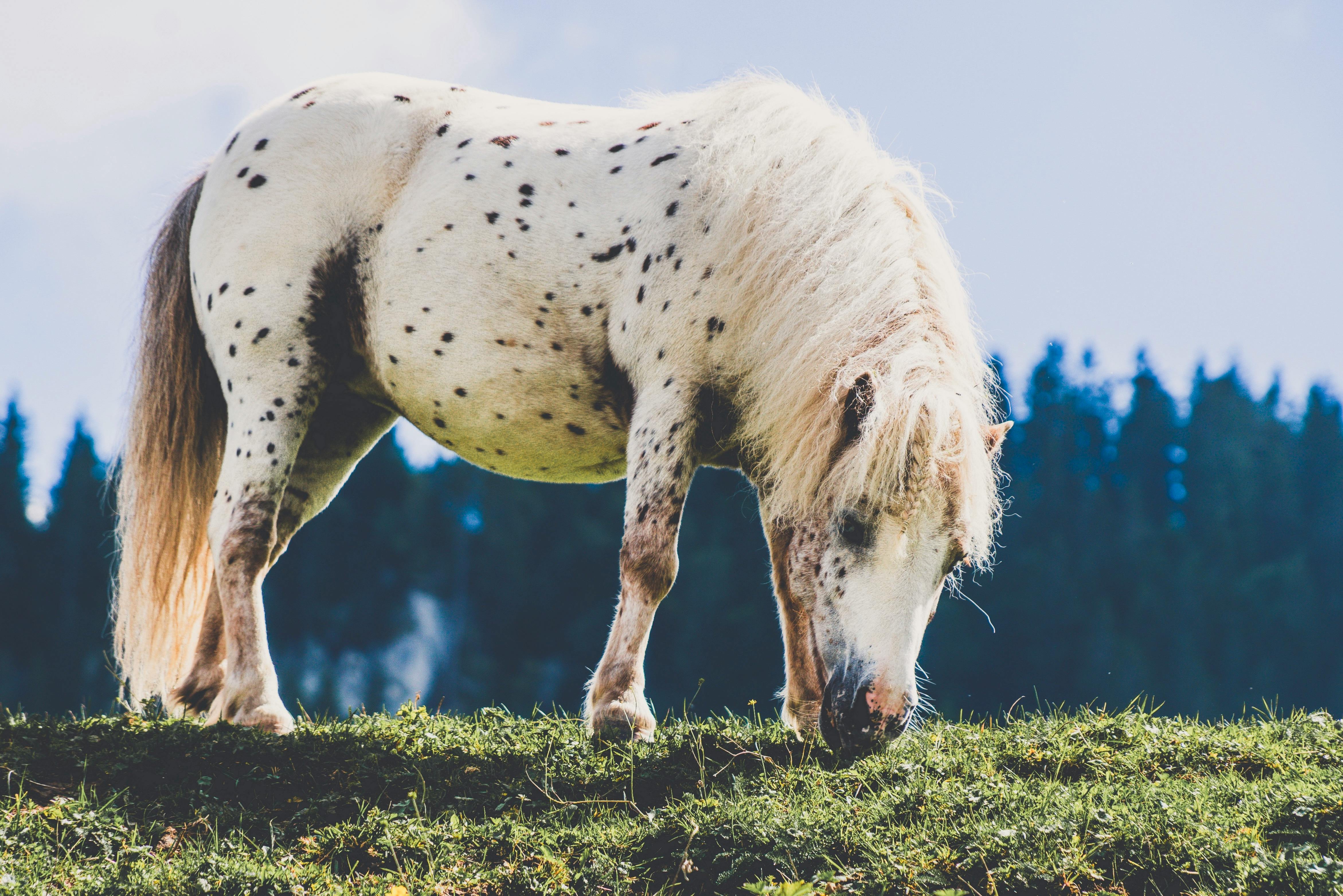 A white spotted pony calmly grazes in a vibrant meadow with a forest backdrop.