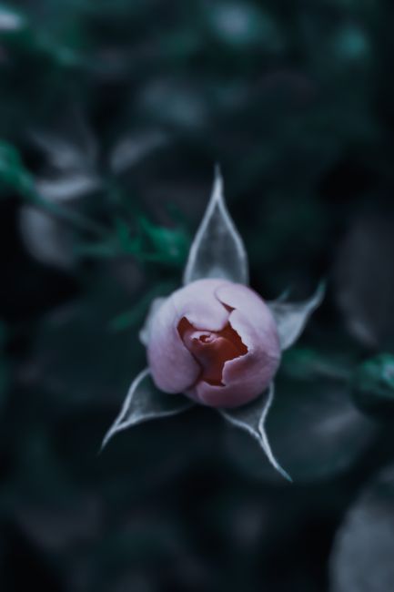 Top view of gentle bud of rose growing on thin stem in park