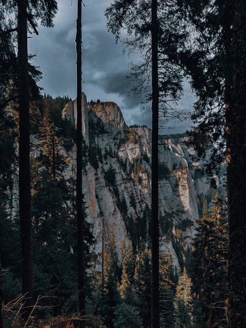 Foto d'estoc gratuïta de a l'aire lliure, altura, arbre