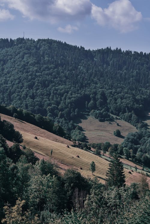 Free Mountain slope near green lush forest Stock Photo