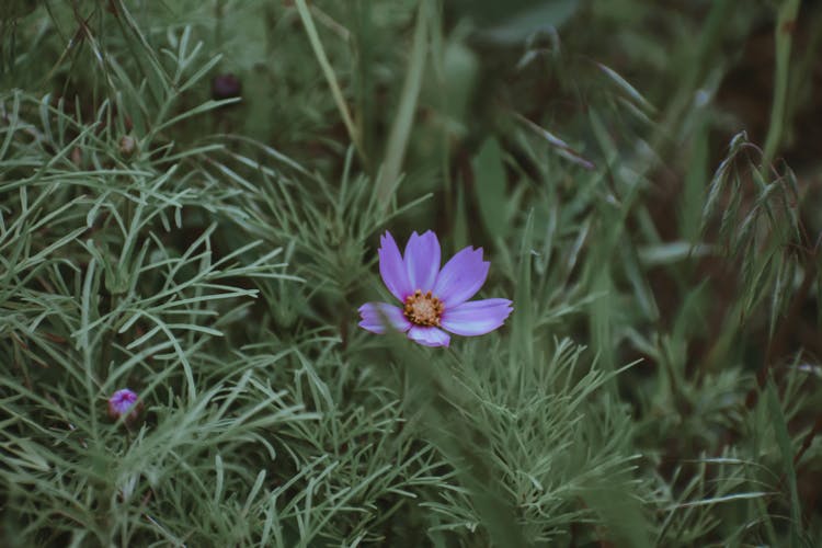 Blooming Flower In Green Summer Field