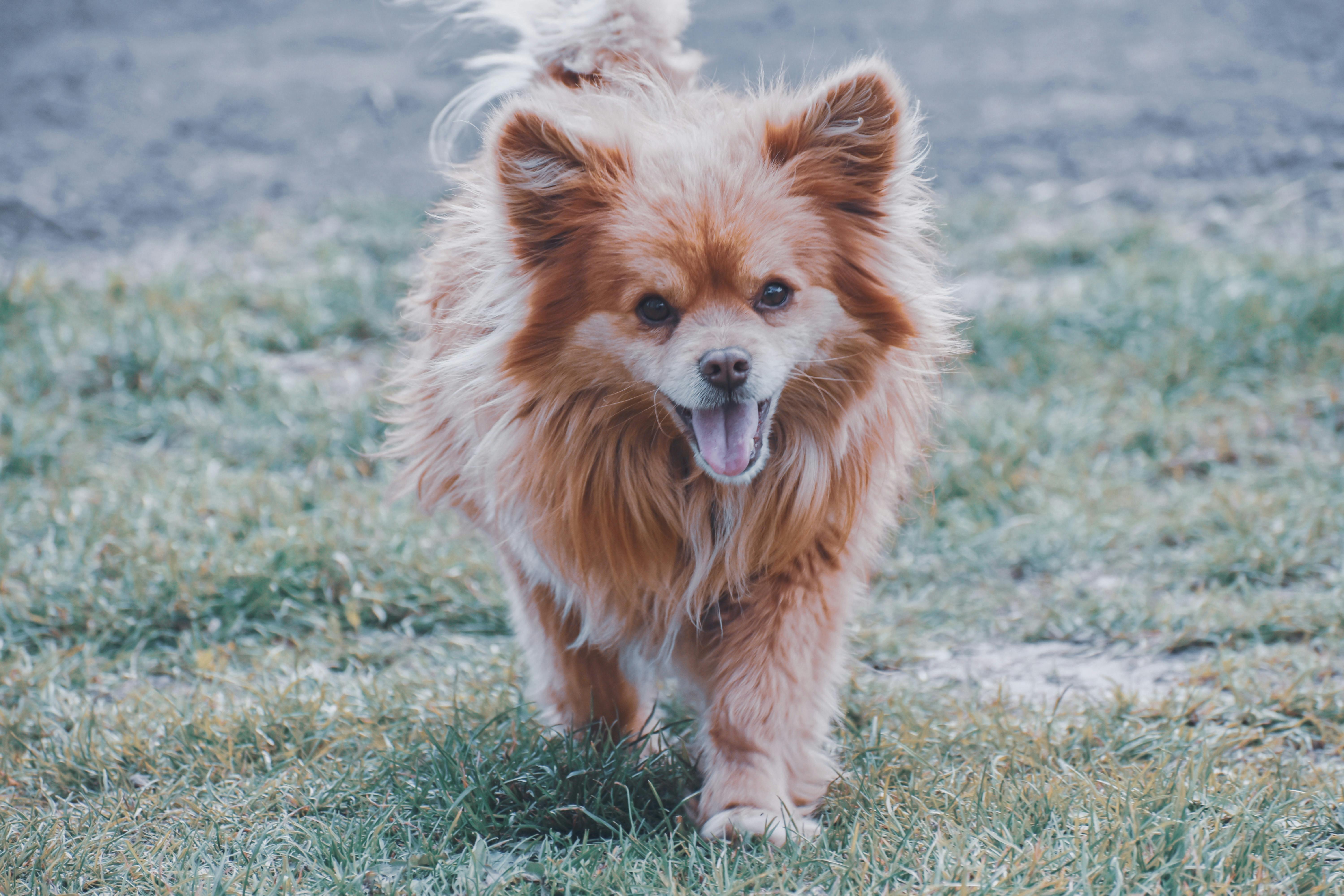 5 Stages of Silky Terrier Puppy Development