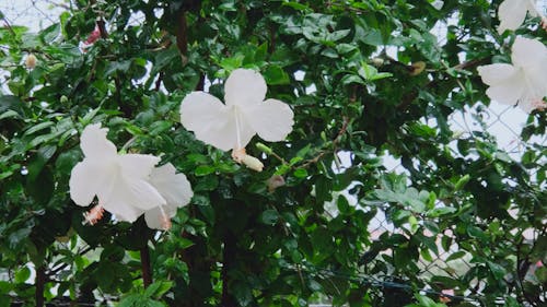 Kostenloses Stock Foto zu blumen, wald