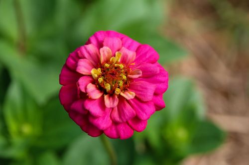 Free Close-up of a vivid pink zinnia flower in full bloom, showcasing its intricate petals. Stock Photo