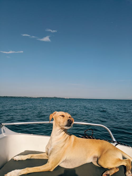 Cute purebred dog resting on yacht seat in ocean under clear blue sky