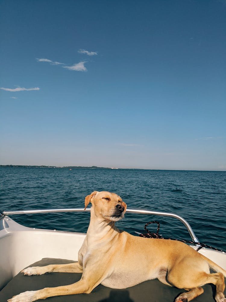 Dog Lying On Boat In Sea