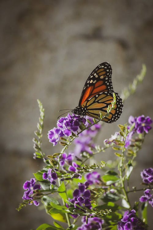 Monarch Butterfly Perched on Purple Flower in Close Up Photography