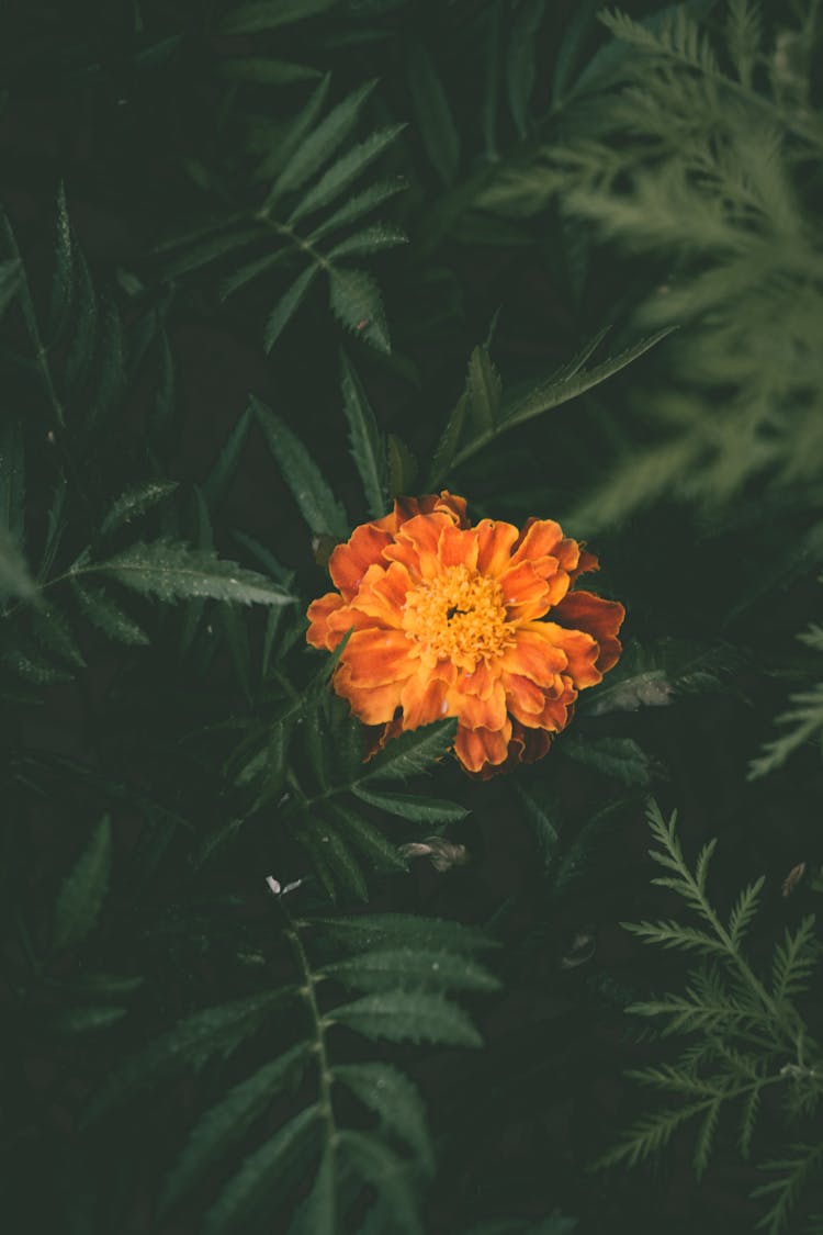 Orange Petaled Flower In Bloom