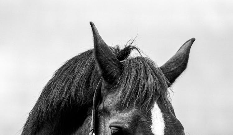 Black And White Photo Of A Horse Head