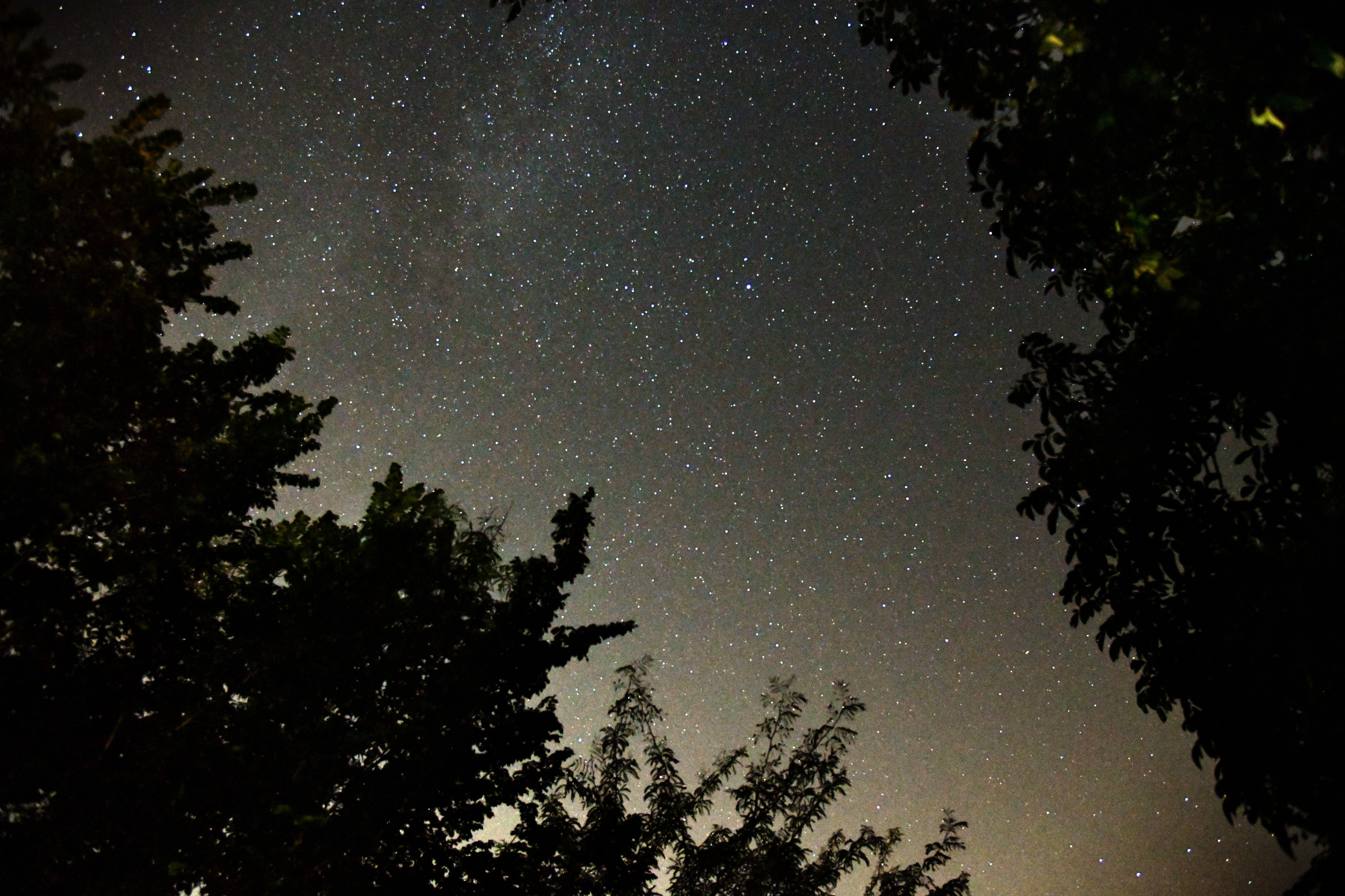树木的轮廓勾勒出银河系，星空景色迷人