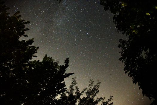 树木的轮廓勾勒出银河系，星空景色迷人