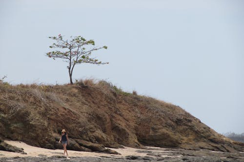 ağaç, kosta rika, plaj içeren Ücretsiz stok fotoğraf