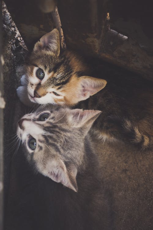 Aşk, doğa, gözler içeren Ücretsiz stok fotoğraf