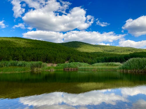 Green Trees Near Lake Under Blue Sky