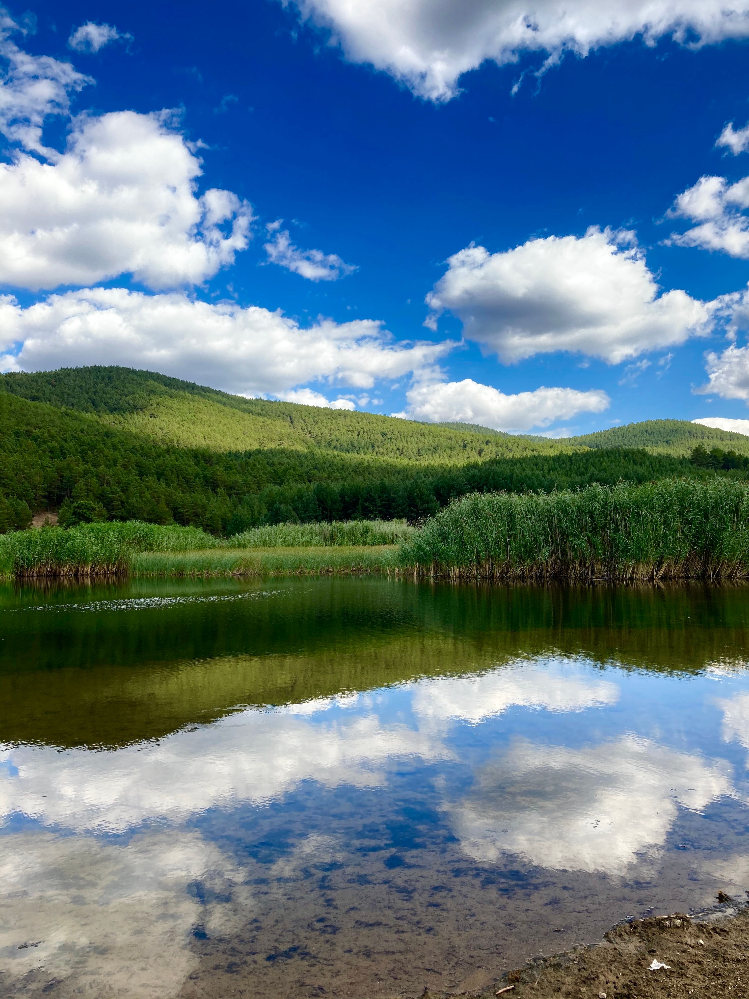 Green Trees Near Lake Under Blue Sky · Free Stock Photo