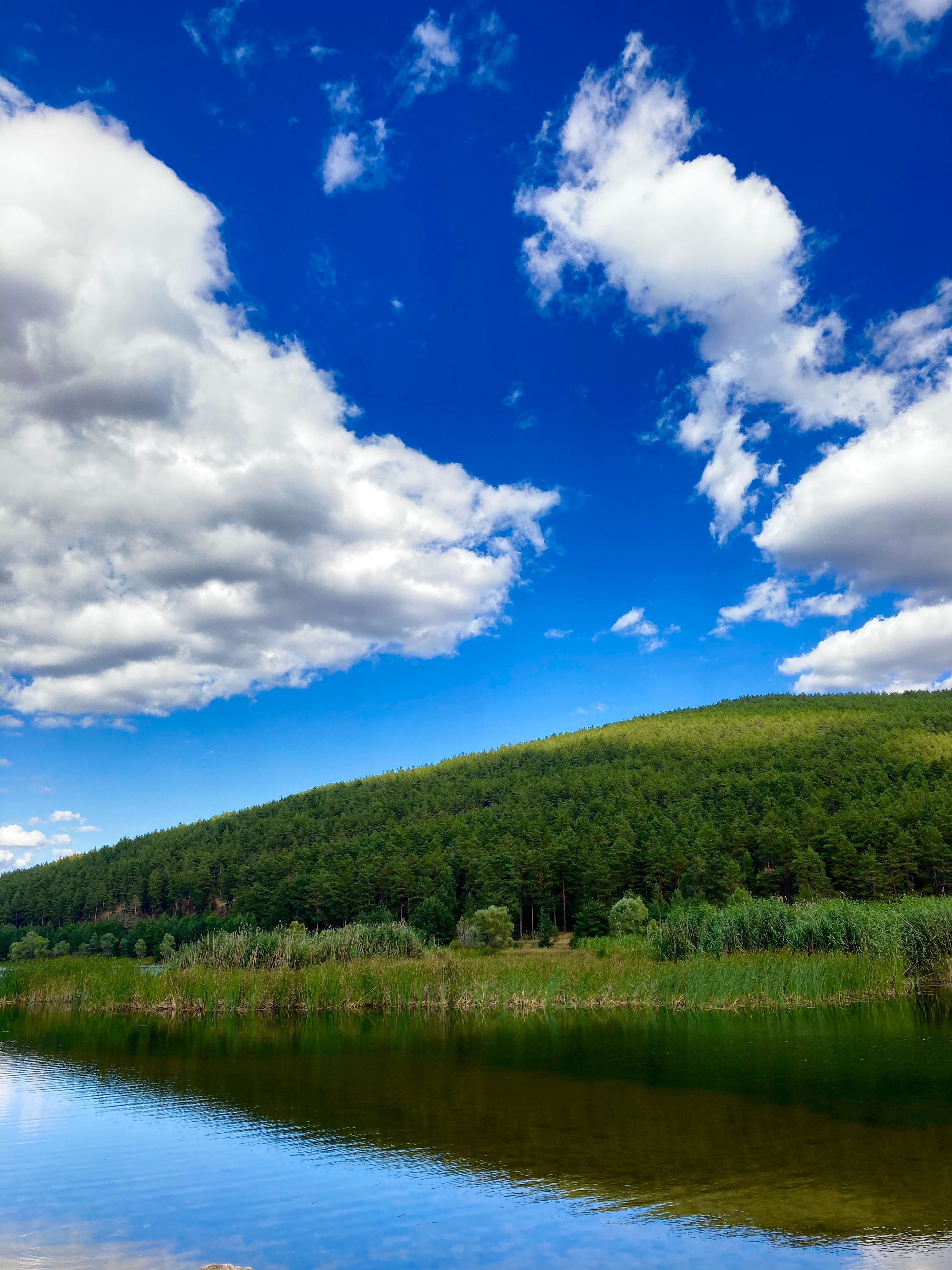 Green Trees Near Lake Under Blue Sky and White Clouds · Free Stock Photo