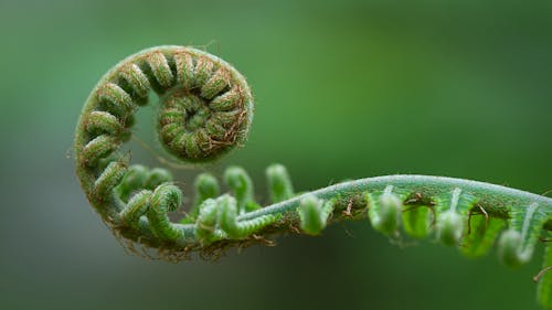 Green Plant in Close Up Photography