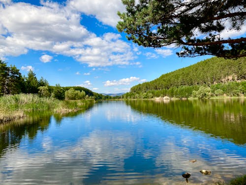 Green Trees Beside Lake Under Blue Sky