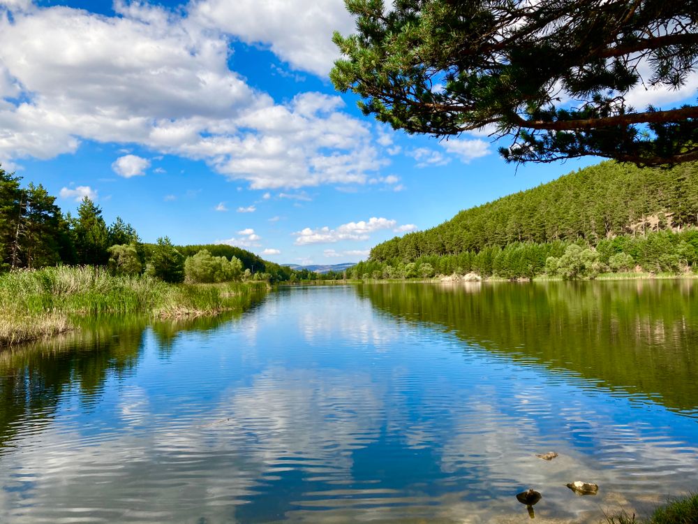 Green Trees Beside Lake Under Blue Sky · Free Stock Photo