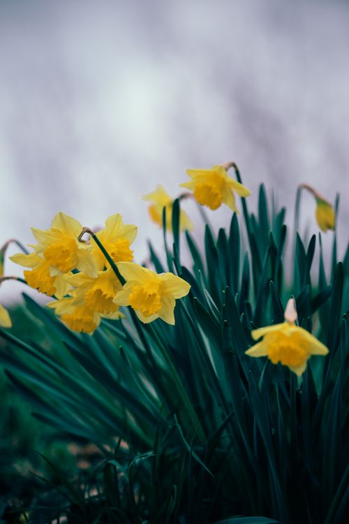 Free Vibrant yellow daffodils blooming in a garden during springtime, captured with a Canon EOS R. Stock Photo