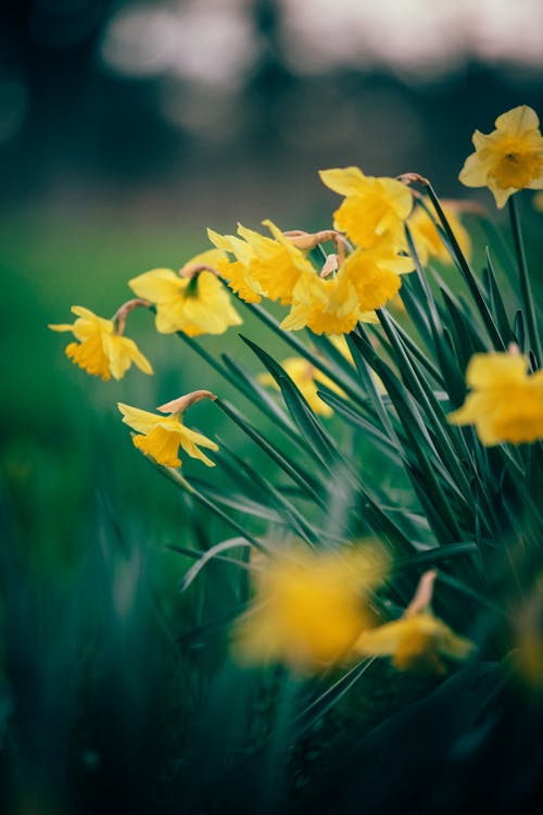 Photo of Yellow Flowers 