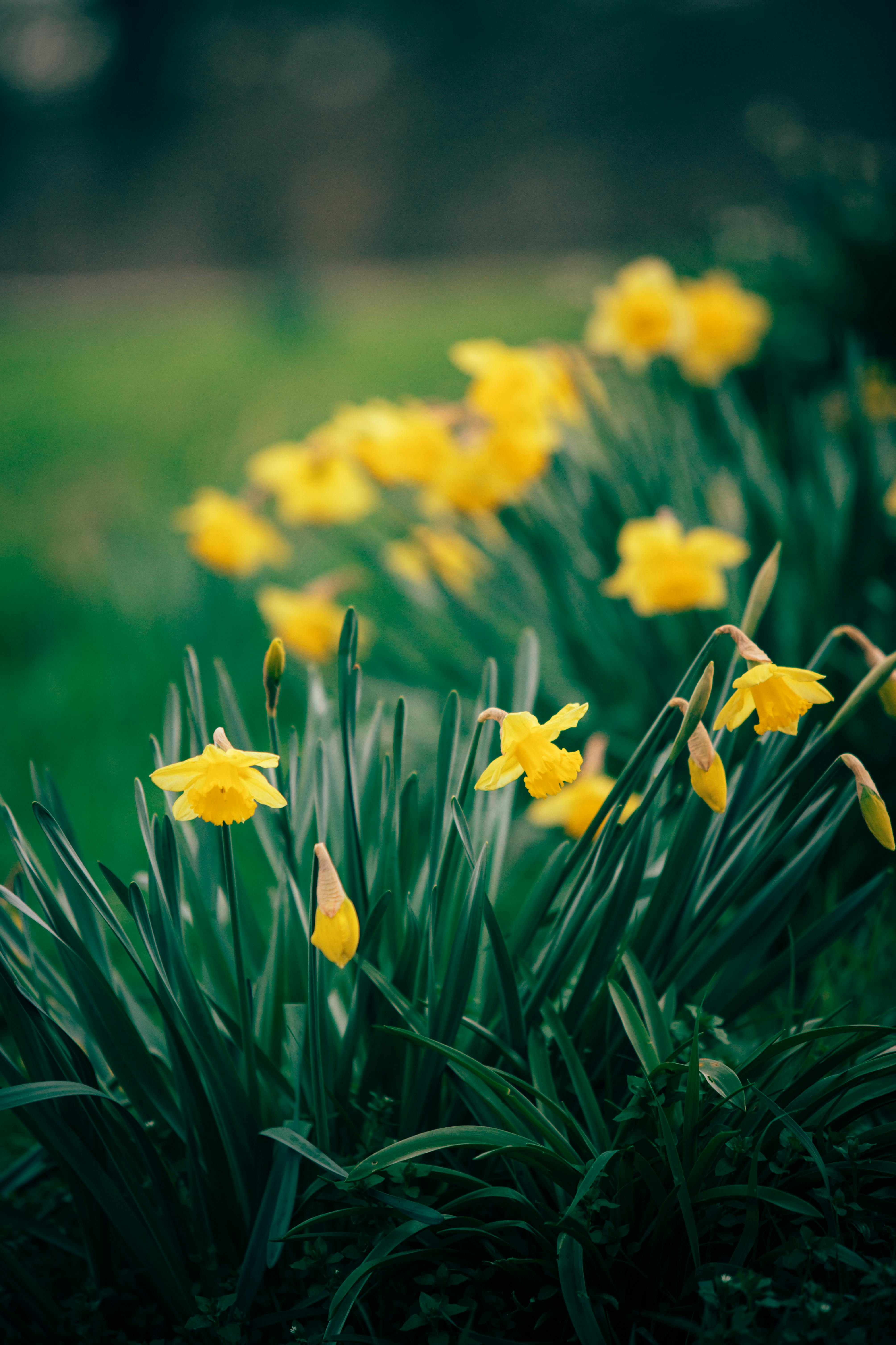 Daffodils Wallpaper 4K, Yellow flowers, Yellow background