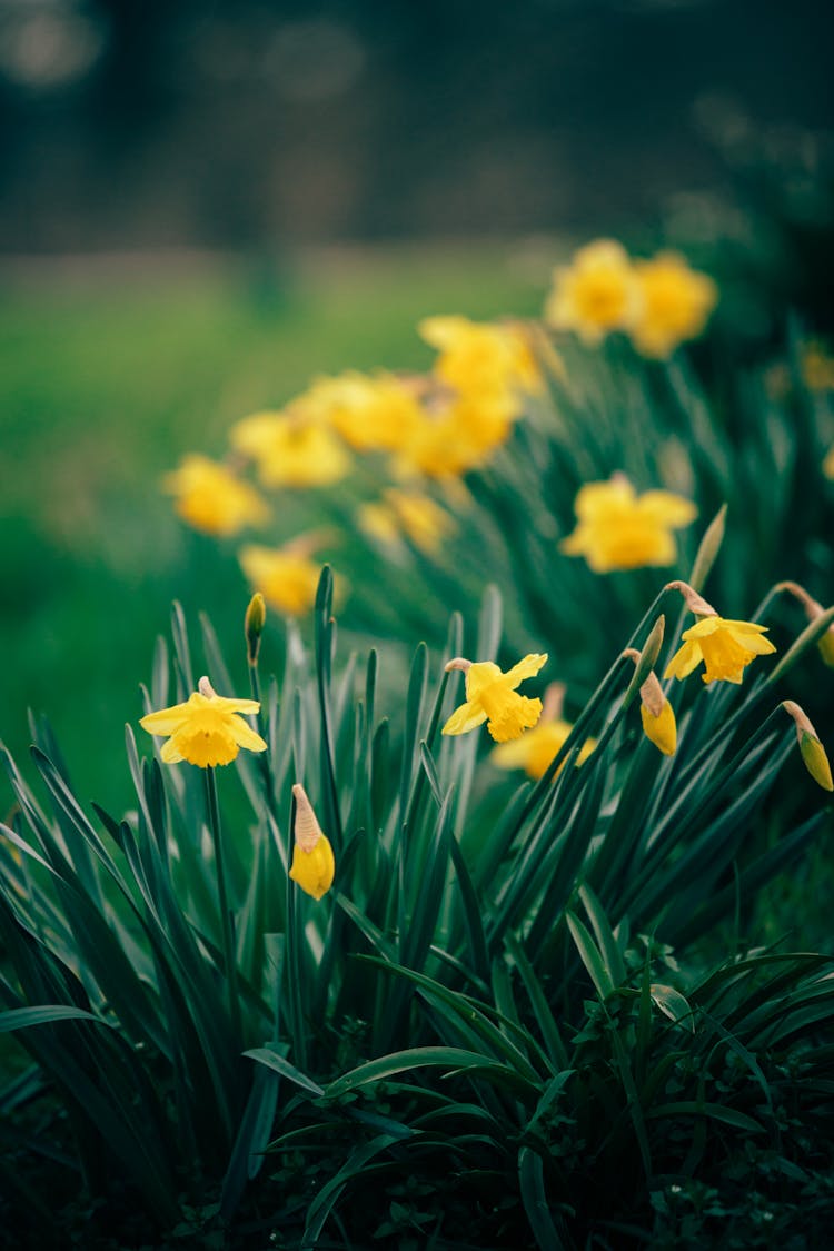 Yellow Daffodils In A Garden