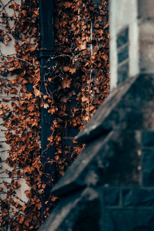 Darmowe zdjęcie z galerii z jesień, liście, mur