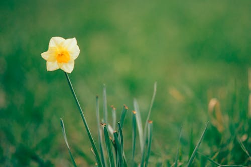 бесплатная Бесплатное стоковое фото с весна, завод, максросъемка Стоковое фото