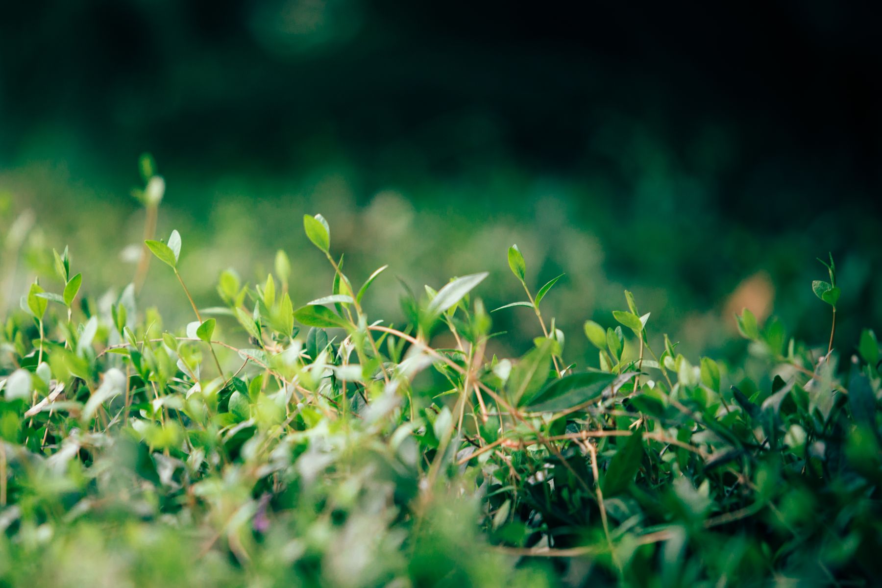 Healthy green plant close-up