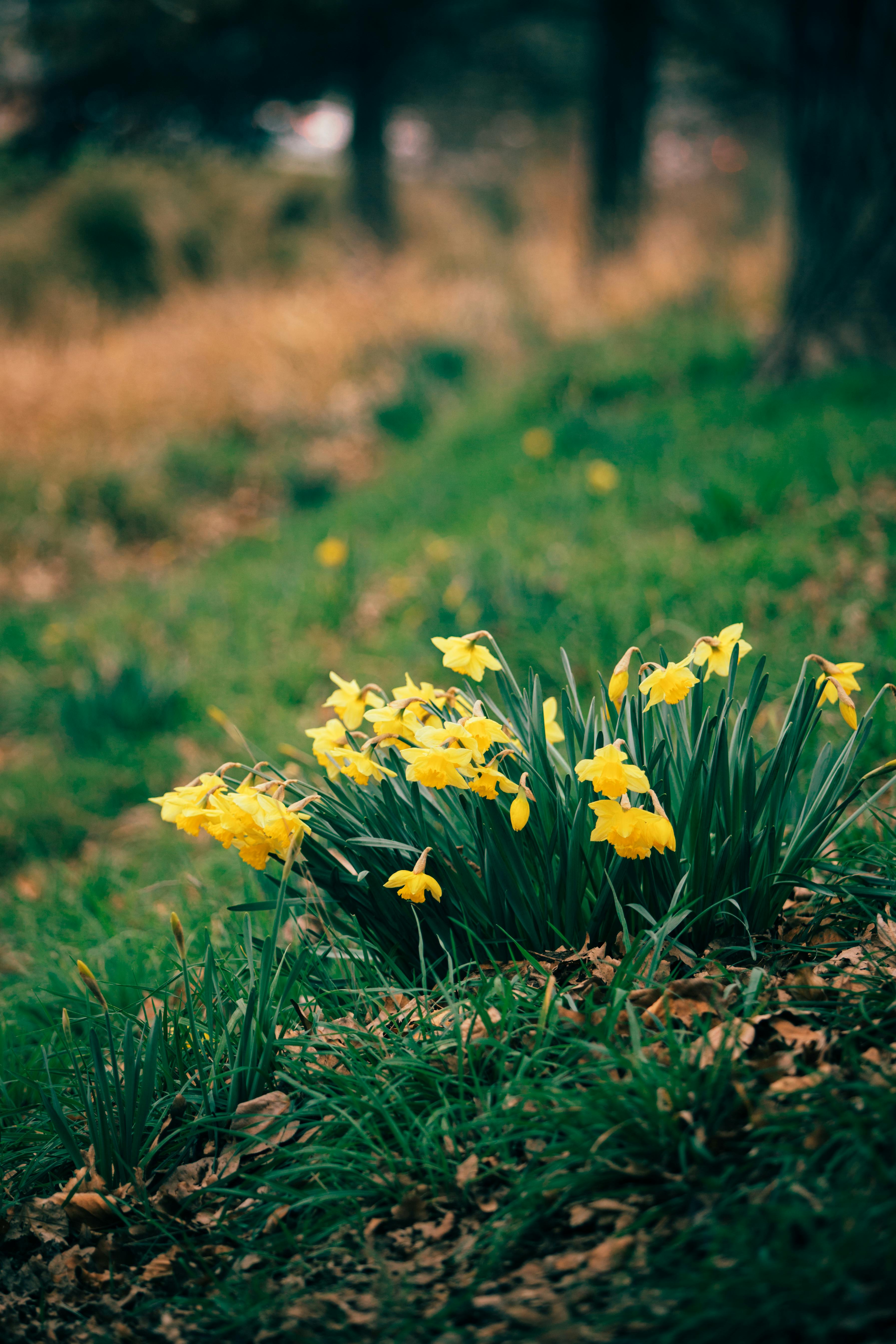 Yellow Flowers on Green Grass · Free Stock Photo